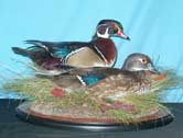 Wood Duck Pair